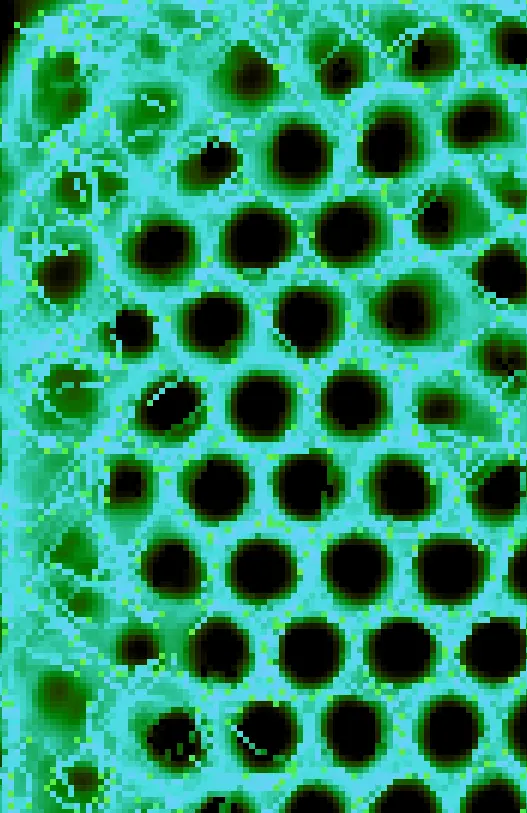 Slime simulation